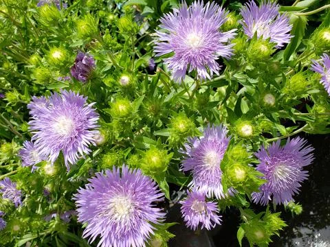 Stokes Aster flowers Stock Photos