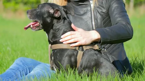 Stoking the dog 4K Stock Footage 49238997