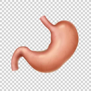 Stomach 2 Stock Illustration