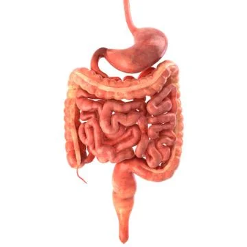 Stomach 3d render Stock Illustration
