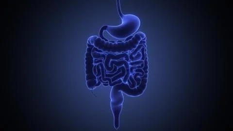 Stomach 3d render Stock Illustration