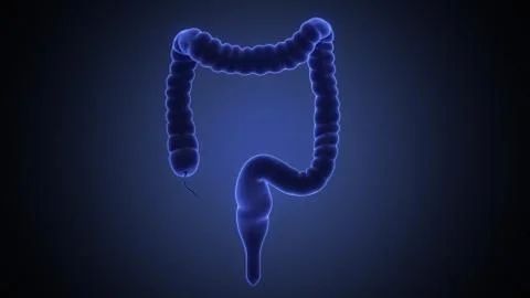 Stomach 3d render Stock Illustration