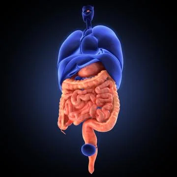 Stomach 3d render Stock Illustration