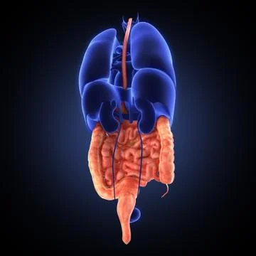 Stomach 3d render Stock Illustration