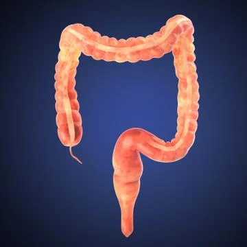 Stomach 3d render Stock Illustration