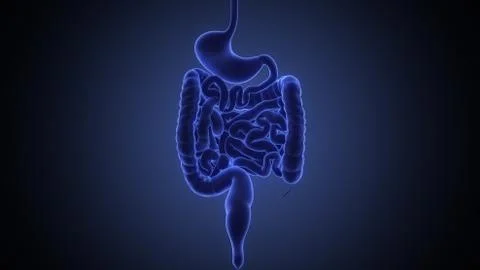 Stomach 3d render Stock Illustration