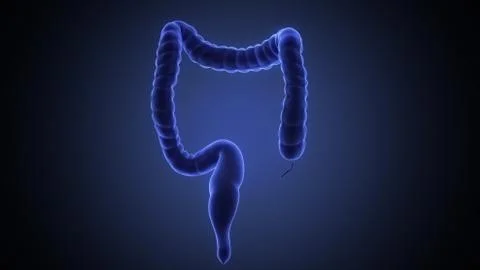 Stomach 3d render Stock Illustration