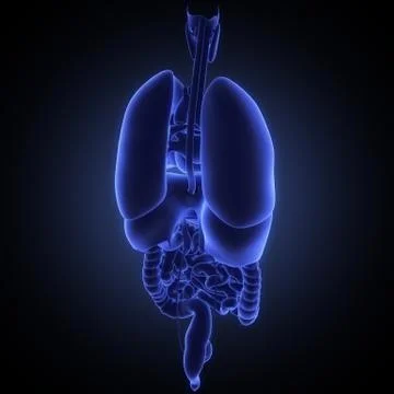 Stomach 3d render Stock Illustration