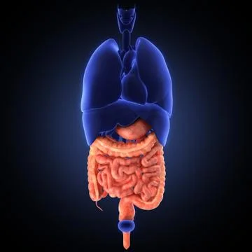 Stomach 3d render Stock Illustration