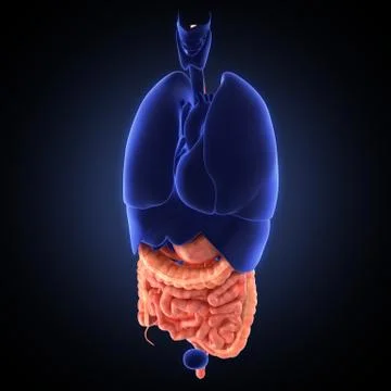 Stomach 3d render Stock Illustration