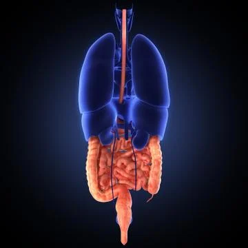 Stomach 3d render Stock Illustration
