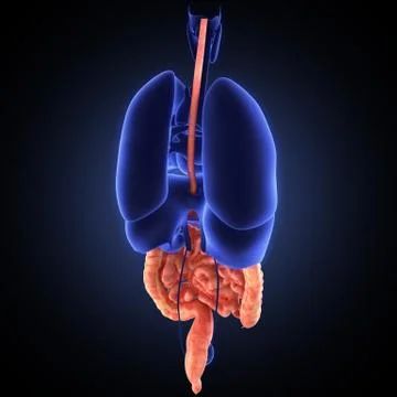 Stomach 3d render Stock Illustration