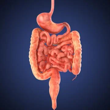 Stomach 3d render Stock Illustration