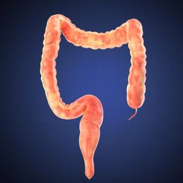 Stomach 3d render Stock Illustration