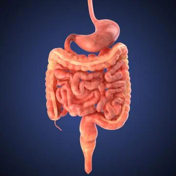 Stomach 3d render Stock Illustration