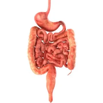Stomach 3d render Stock Illustration