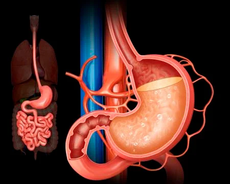 Stomach acidity, illustration Stock Illustration