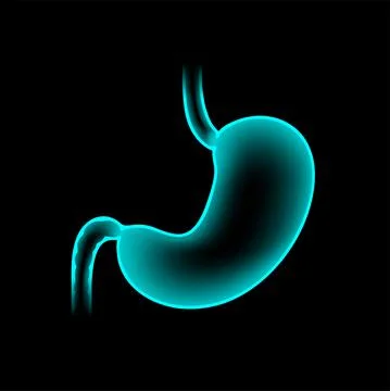 Stomach anatomy 3D Stock Illustration