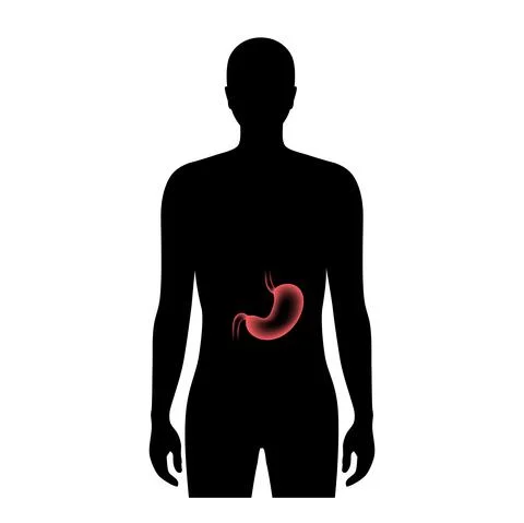 Stomach anatomy 3D Stock Illustration