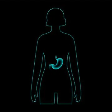 Stomach anatomy 3D Stock Illustration