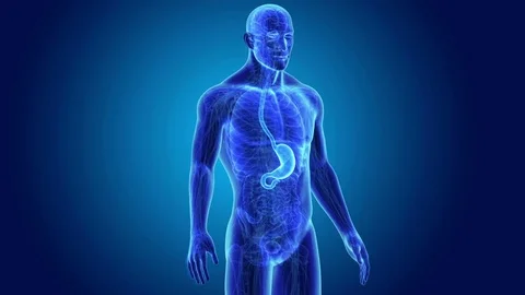 Stomach with Anatomy Stock Footage