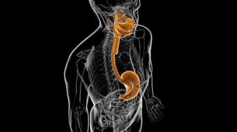 Stomach Anatomy Human Digestive System For Medical Concept 3D Rendering Stock Illustration
