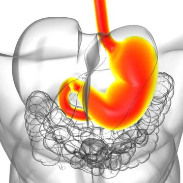 Stomach Anatomy Human Digestive System For Medical Concept 3D Rendering Stock Illustration