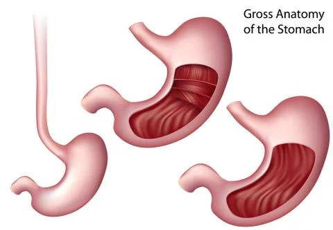 Stomach anatomy Stock Illustration