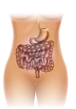 Stomach and colon illustration Stock Illustration