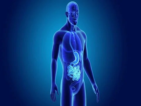 Stomach and Small Intestine with Organs Stock Footage