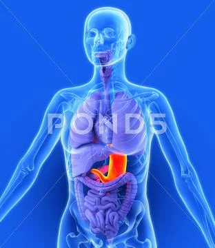 Stomach, artwork Stock Illustration