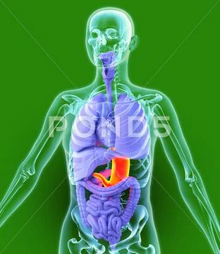 Stomach, artwork Stock Illustration