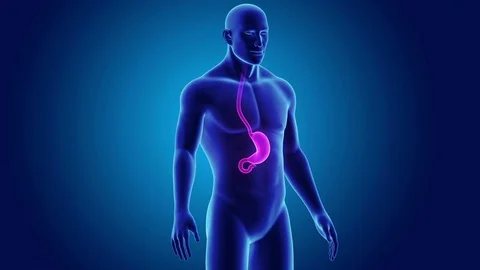 Stomach with Body Stock Footage
