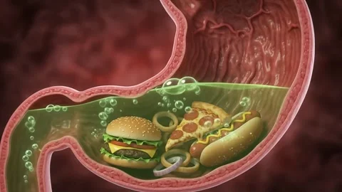 Stomach Digesting Junk Food Animation. Stock-Footage 341801874