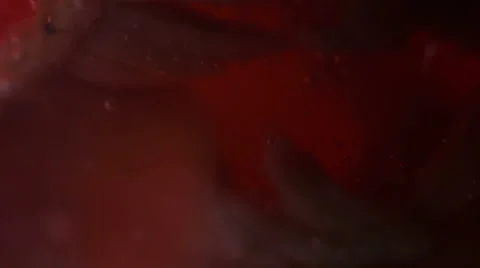 Stomach Digestion Vídeos de archivo 42951189