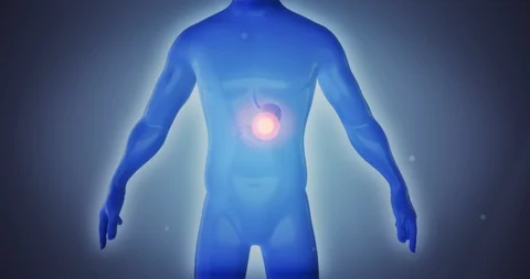 Stomach Diseases Gastritis Diarrhea Pain Blue Male Anatomy Stock Footage
