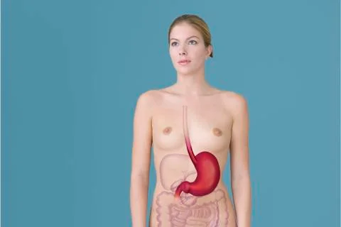 Stomach, drawing Stock Illustration