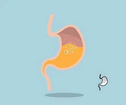 Stomach flat design vector illustration Stock Illustration