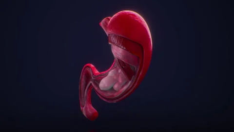 Stomach Stock Footage 288839036