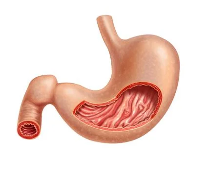 Stomach human cross section. Stock Illustration