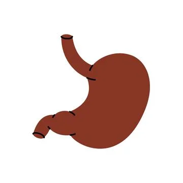 Stomach. Human internal organ. Vector illustration. Stock Illustration