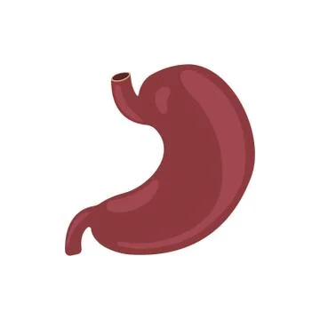 Stomach icon. Human internal organs symbol. Digestive system anatomy. Vector Stock-Illustration