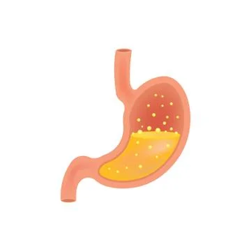 Stomach icon. Human internal organs symbol. isolated on white background. Vec Stock Illustration