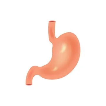 Stomach icon. Human internal organs symbol. isolated on white background. Vec Stock Illustration