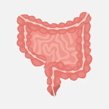 Stomach icon on a white background. Stock Illustration