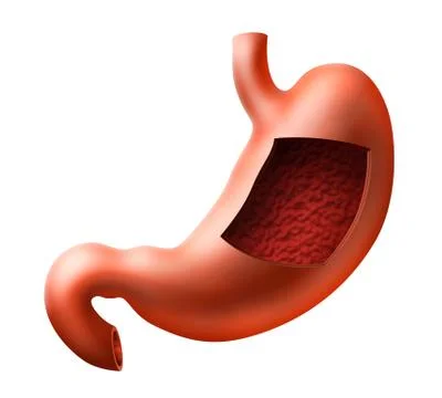 Stomach Stock Illustration