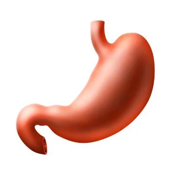 Stomach Illustrazione stock