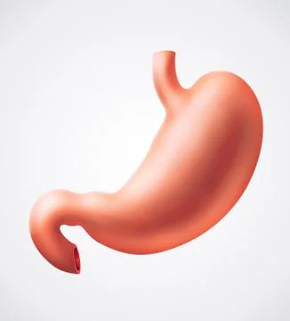 Stomach Stock Illustration