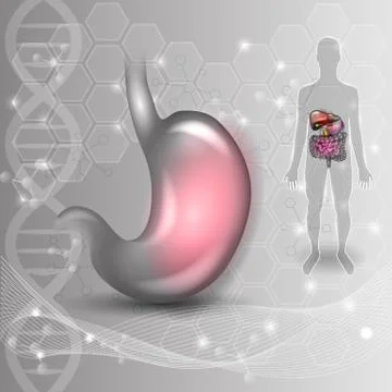Stomach Illustrazione stock