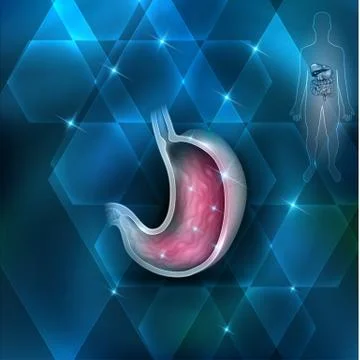 Stomach Stock Illustration